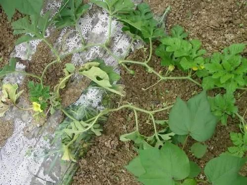 西瓜|西瓜总是长得慢，个头小，该怎么办