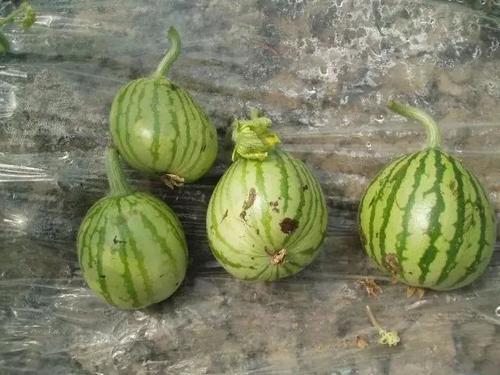 西瓜|西瓜总是长得慢，个头小，该怎么办