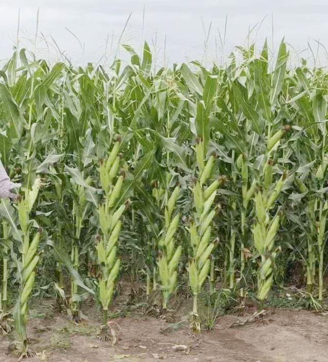 一棵玉米结了十几个玉米棒产量翻十几倍异想天开还是新技术