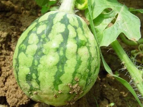 西瓜|西瓜总是长得慢，个头小，该怎么办