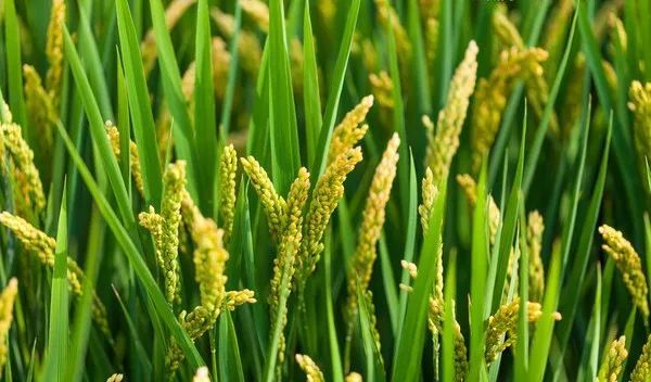 水稻|连续降雨、大风，水稻倒伏该咋办？