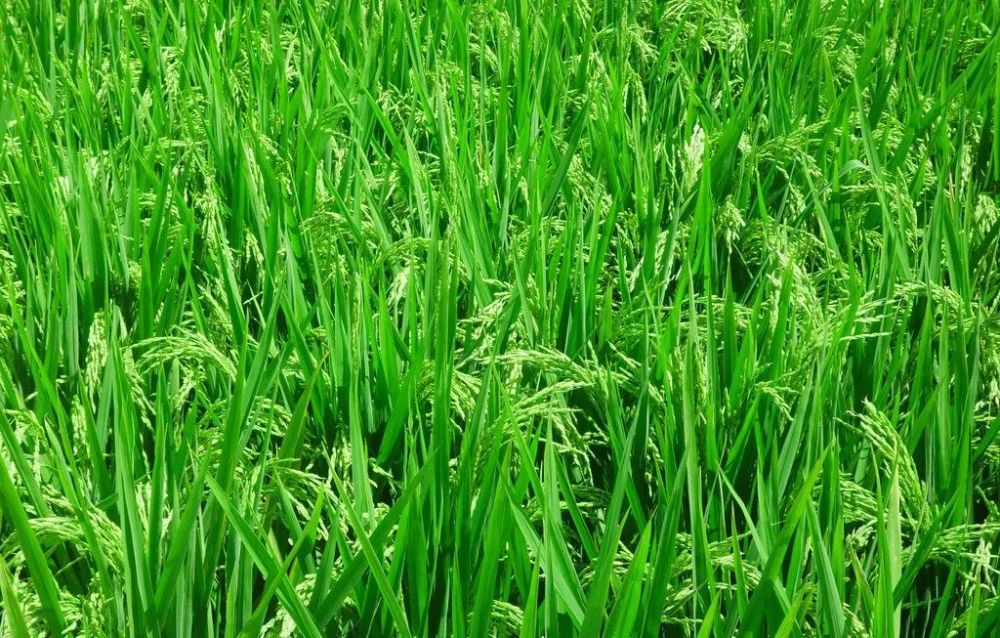 水稻|连续降雨、大风，水稻倒伏该咋办？