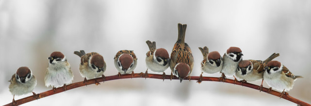 如果动物消失 对人类会有怎样的影响 麻雀