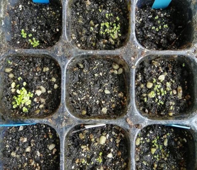 不怕热的大岩桐,夏季表现优异_腾讯新闻