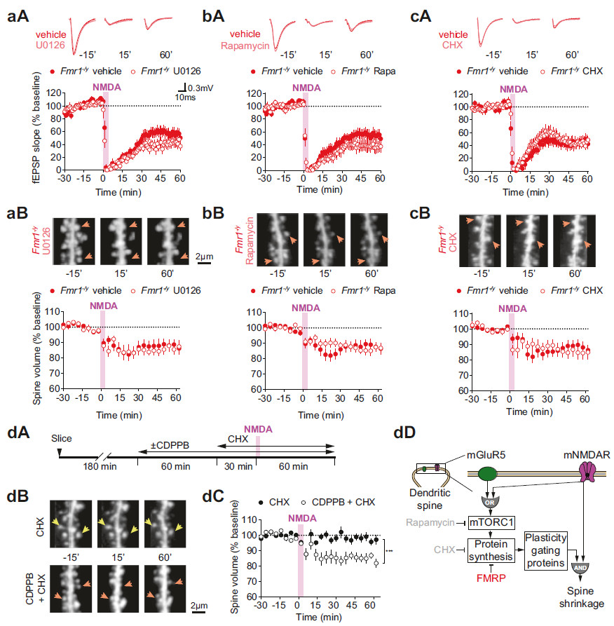 神经退行性疾病|【脑科学顶刊导读52期】运动皮层微环路对神经退行性疾病的启发