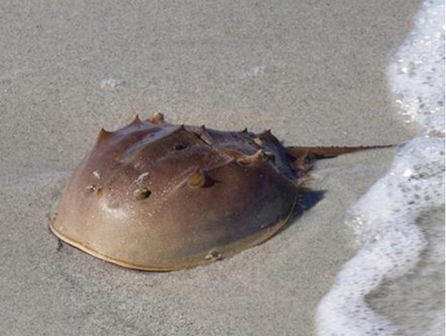 火山|湛江地貌演变：6亿年前是一片浅海，海南岛曾是雷州半岛的延伸