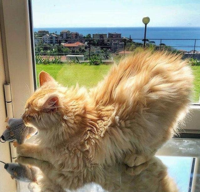 超顽皮的意大利网红猫,拥有63万粉丝!