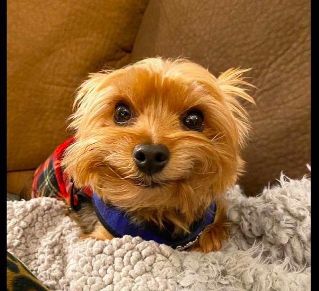 狗狗天生长着一副笑脸,而且是那种不失礼貌的微笑,好治愈!