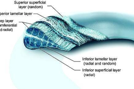 膝关节|半月板撕裂术后复查核磁，为何还能看见“损伤信号”？医生告诉您