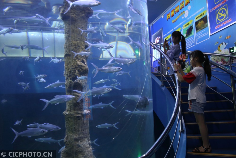 福建厦门海底世界暑期热