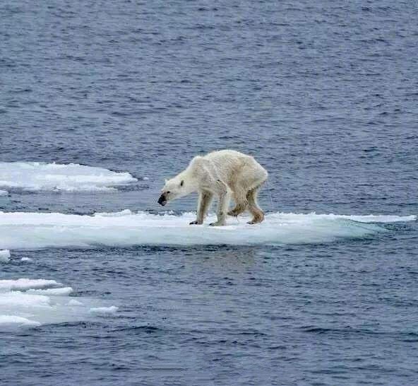 北极地区|加拿大最后一个北极冰架坍塌，大自然开始了一场反噬76亿人的清算？