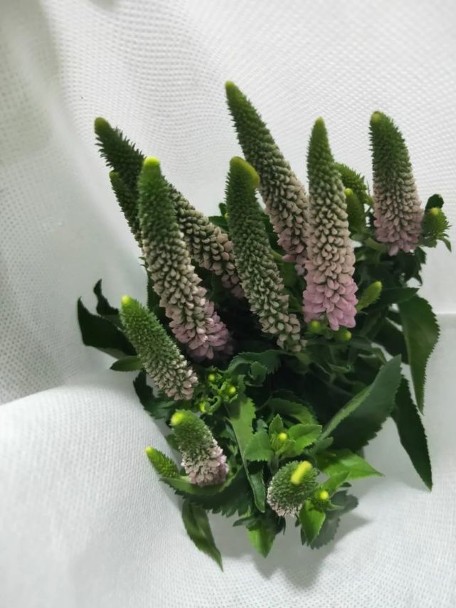 线性花材 鼠尾 花材 Veronica 穗花婆婆纳 玄参科