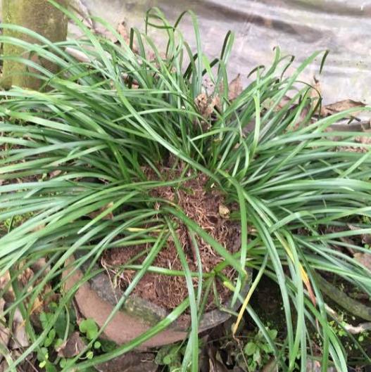 这种花,长得像韭菜,开花像百合,以前农村经常见,一养就爆盆