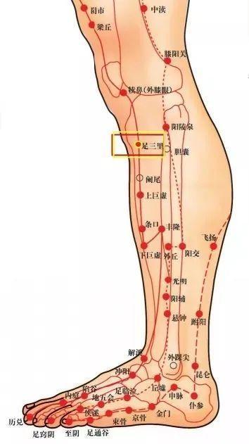 脾胃经的准确位置图腿图片