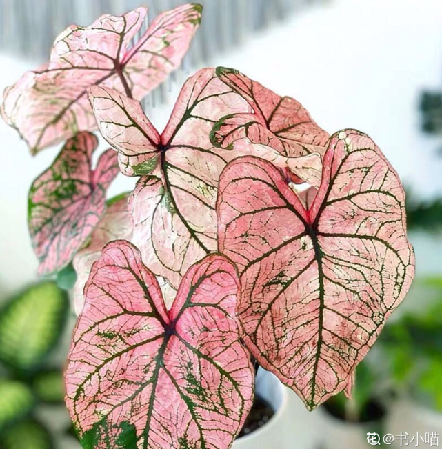 这5种植物 叶子都是粉色的 今年特别流行