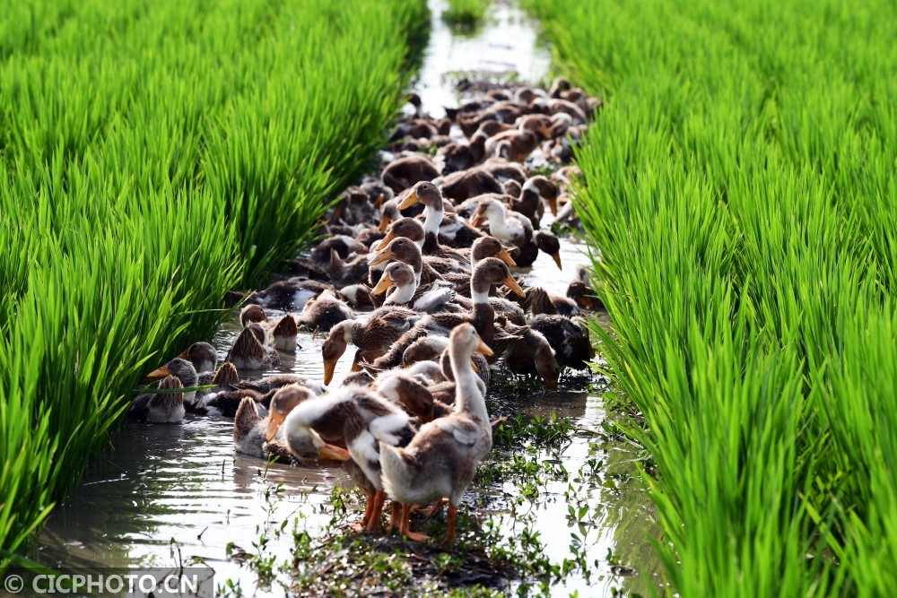 江苏太仓稻鸭共生新模式生态种养效益高