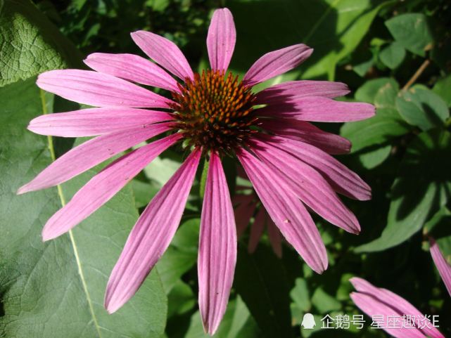 8月11日星座运势 巨蟹脚踏实地 天蝎一马当先 双鱼鼓足勇气 巨蟹座 天蝎座 星座运势 双鱼座