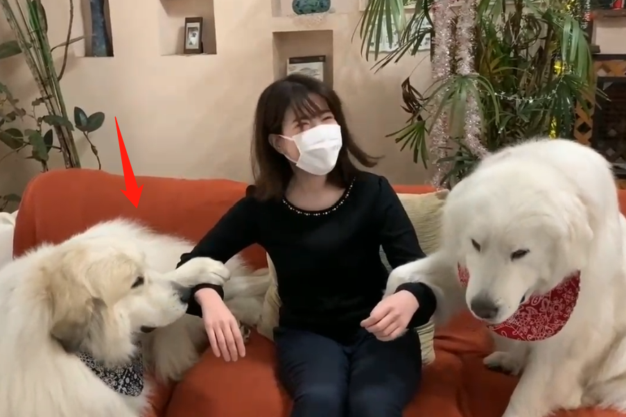 150多斤的大白熊犬 撒娇要女生抱抱 忘记自己长大了吧 腾讯新闻