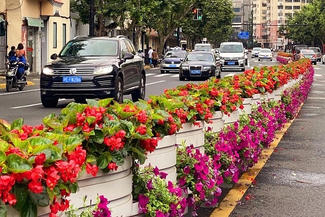 上海街头交通隔离花坛随 季 应变 美出新高度 腾讯新闻