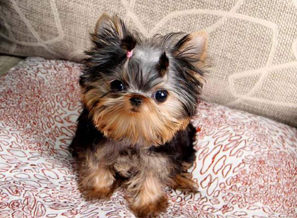 很适合小孩子饲养的4种超小体狗狗颜值高活泼可爱