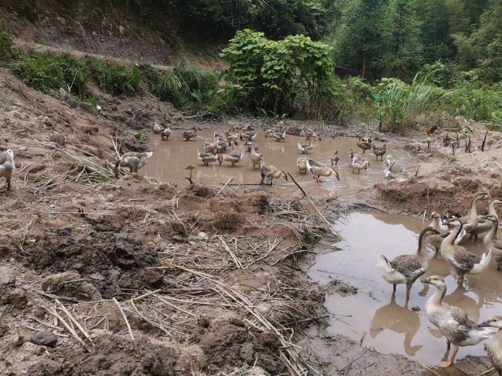 希望下雨啊池塘沒水了鵝們玩水不爽了