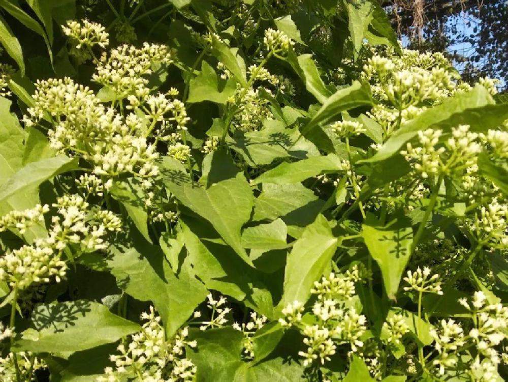 細葉旱芹細葉旱芹原產於加勒比海一帶,屬於雜草類,它的枝條細軟,看