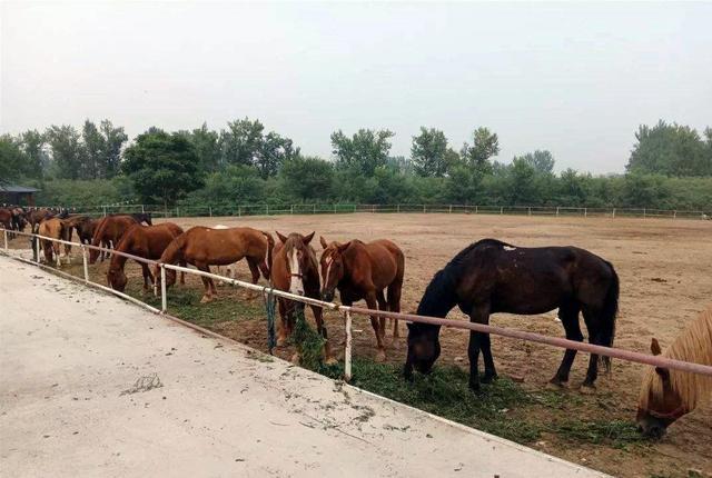 古语山东出响马河南出蹚将蹚将指啥这个称呼有什么来头