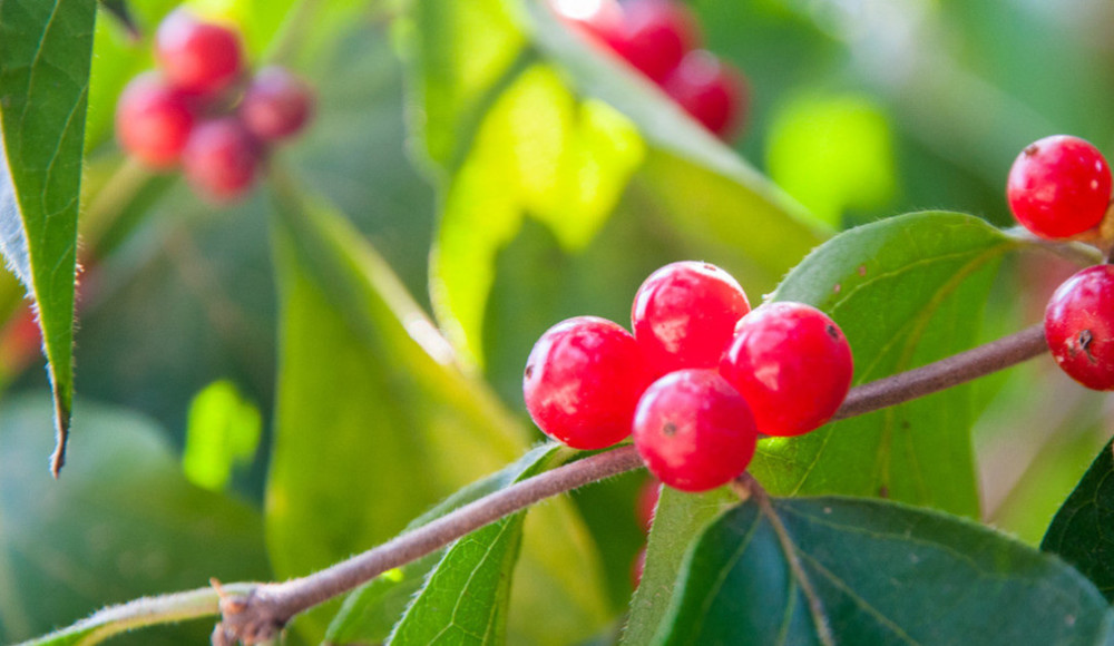 全唐诗|一首堪与唐诗媲美的当代力作：夕阳一点如红豆，已把相思写满天