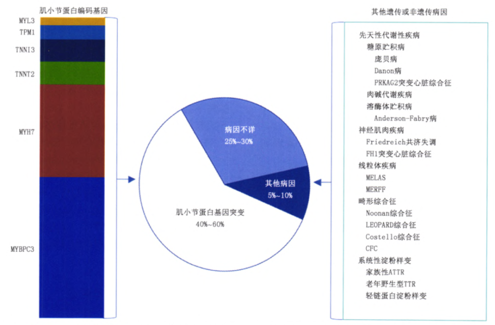 左心室肥厚|心脏超声报了“左心室肥厚”，严重吗？给你一份详细的评估流程