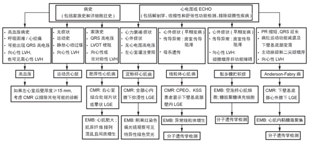 左心室肥厚|心脏超声报了“左心室肥厚”，严重吗？给你一份详细的评估流程