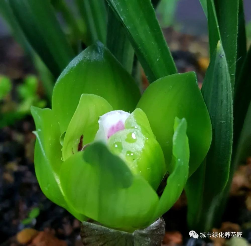 春兰的花芽分化时间快到了 怎么给春兰浇水催芽 腾讯新闻