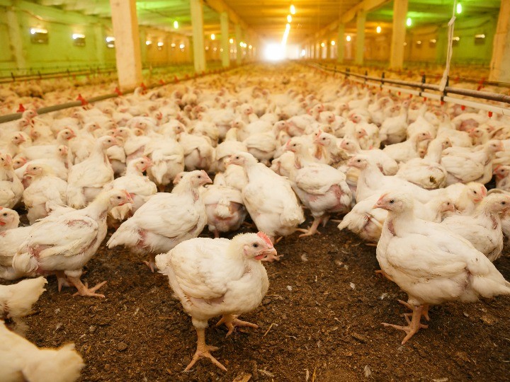 西媒分析下一场大流行会源自家禽养殖场吗