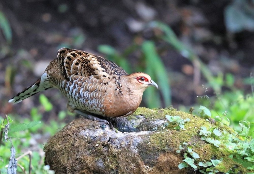 云南无量山发现哑巴鸡带娃觅食撞见人敢跳起来对峙让雏鸡先逃