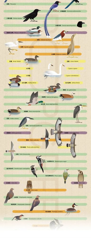 北京|北京城市自然生灵