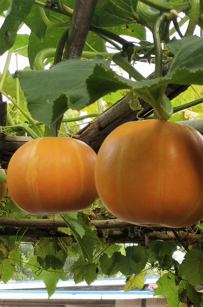 南瓜属一年蔓生草本植物,原产于美洲,明代传入我国,现在南方和北方都