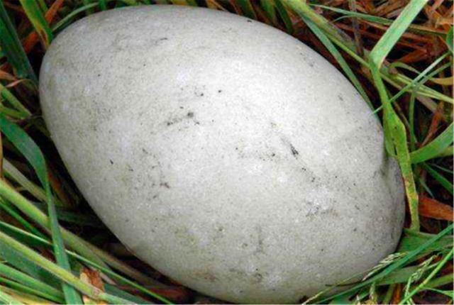 北京野生动物园|不能忍！北京野生动物园的天鹅蛋被偷，偷蛋者反而出口谩骂？