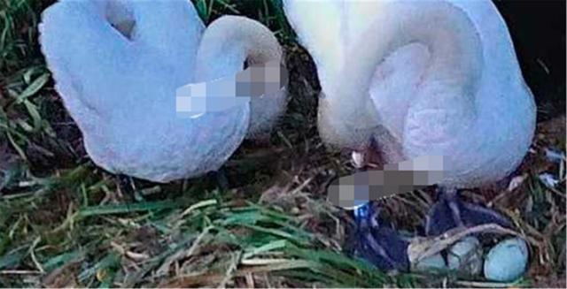北京野生动物园|不能忍！北京野生动物园的天鹅蛋被偷，偷蛋者反而出口谩骂？