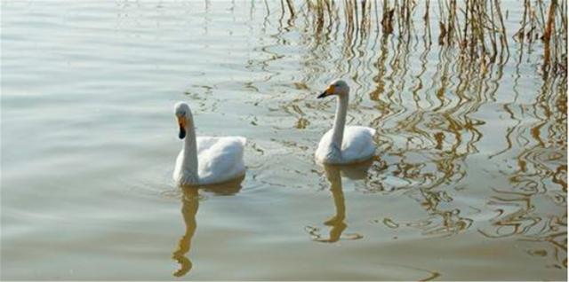 北京野生动物园|不能忍！北京野生动物园的天鹅蛋被偷，偷蛋者反而出口谩骂？