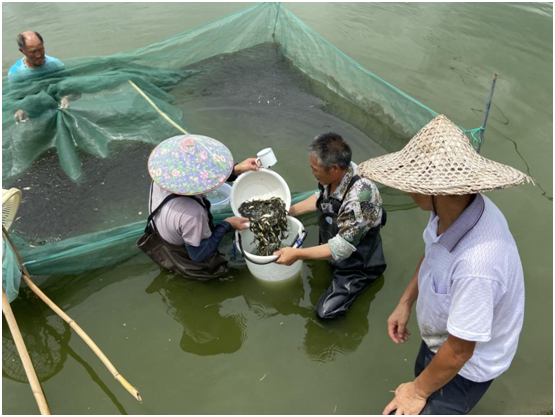 鱼苗|开化养鱼新思路：盘活空塘、补放夏花鱼苗，养殖销售双管齐下