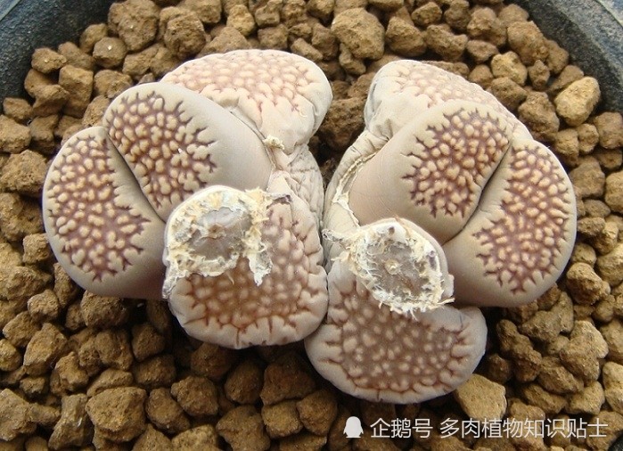 蜕的差不多的几棵生石花有没有你家养的品种