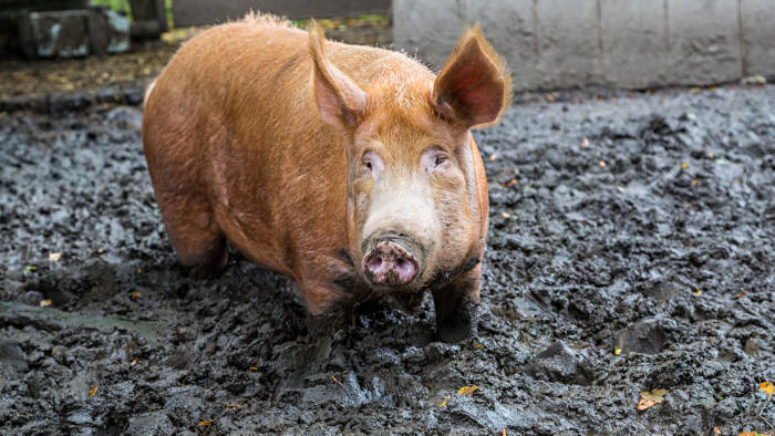 印度_社会|印度两男子因几头猪与三兄弟起争执，被对方开枪打死一人