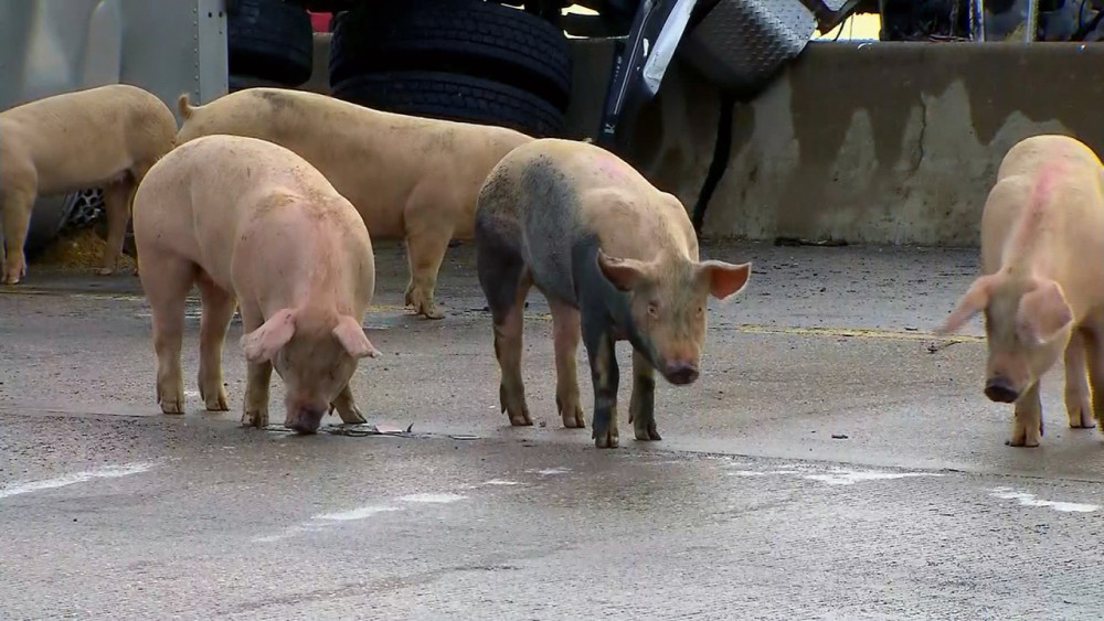 印度_社会|印度两男子因几头猪与三兄弟起争执，被对方开枪打死一人