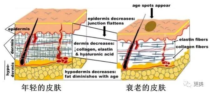迪丽热巴|承认吧，热巴的脸就是不行了！