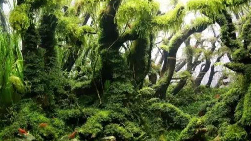 热带雨林中根因变态造就了雨林生态景观 还演绎自然的生存定律 腾讯网