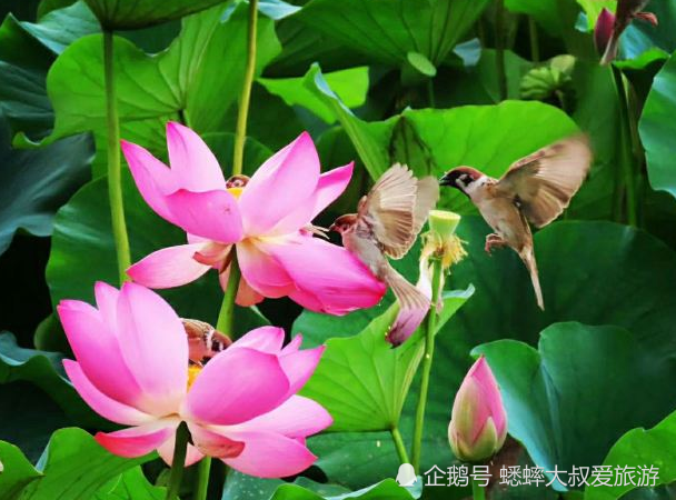 北京|北京有个山水巧妙融为一体的景点，不露人工痕迹，宛若山水画卷！