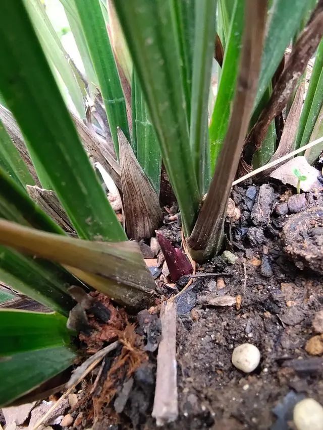 兰花发新苗后枯死真的全是因为苗不好吗