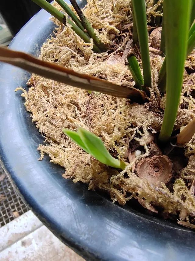 兰花发新苗后枯死苗不好还是养护有问题