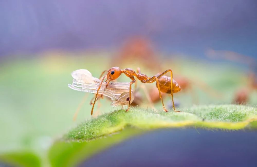 110张极致大片,看尽中国野生生物之美