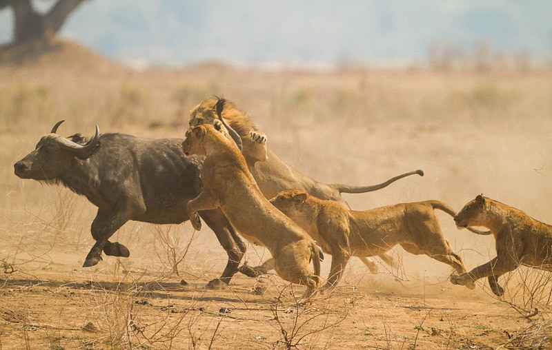 狮子|狮子是犬科动物？明明是正宗猫科，为何狮子被开除“猫籍”？