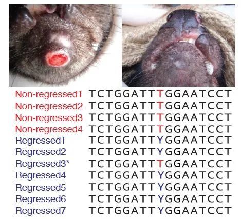 科学家|在这种叫“恶魔”的动物身上，科学家发现了让肿瘤自行消失的秘密